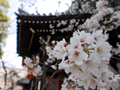 Sakura tree within the Kimii-dera temple grounds