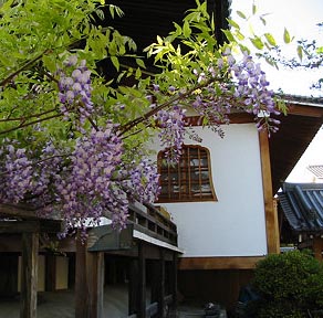 Wisteria at Fujii-dera